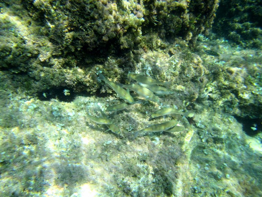 Sea Of Eden Διαμέρισμα Ντουμπρόβνικ Εξωτερικό φωτογραφία