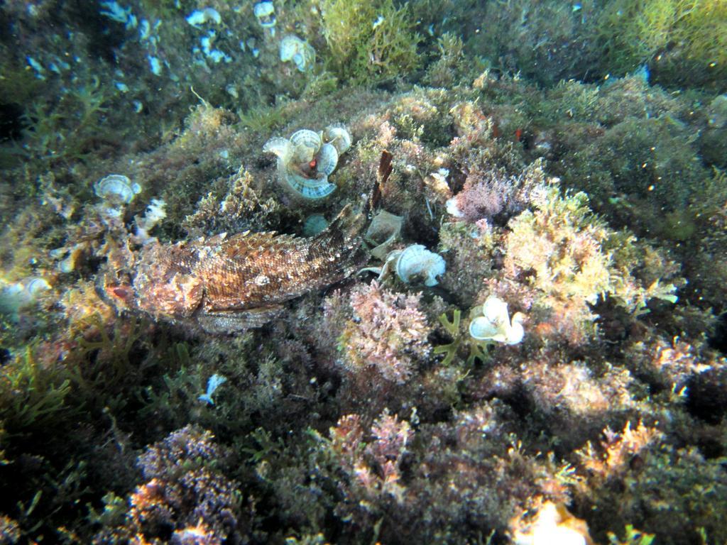 Sea Of Eden Διαμέρισμα Ντουμπρόβνικ Εξωτερικό φωτογραφία