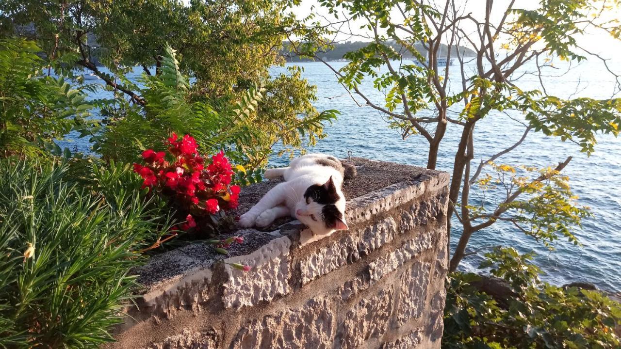 Sea Of Eden Διαμέρισμα Ντουμπρόβνικ Εξωτερικό φωτογραφία